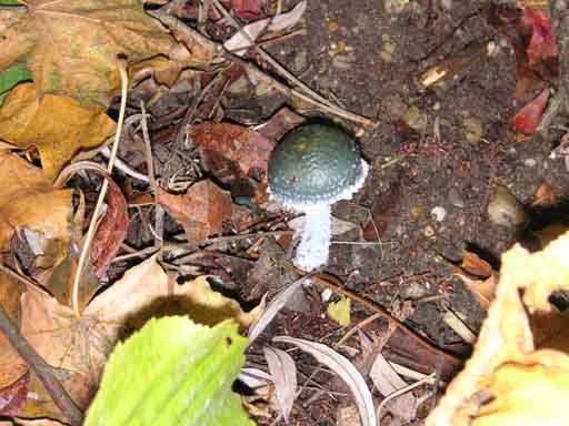 disturbing green mushroom
