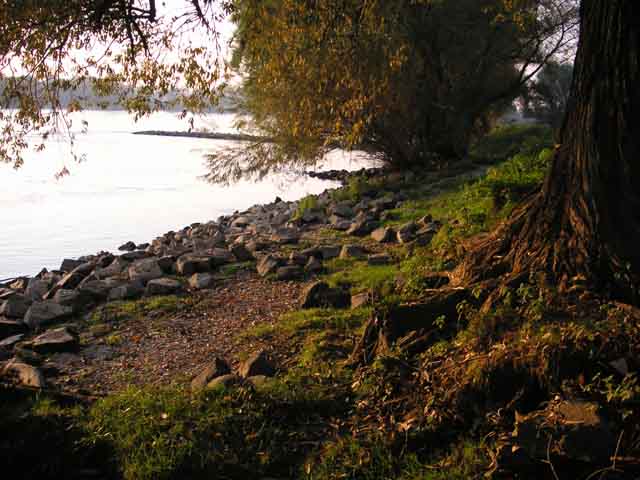 tree at river