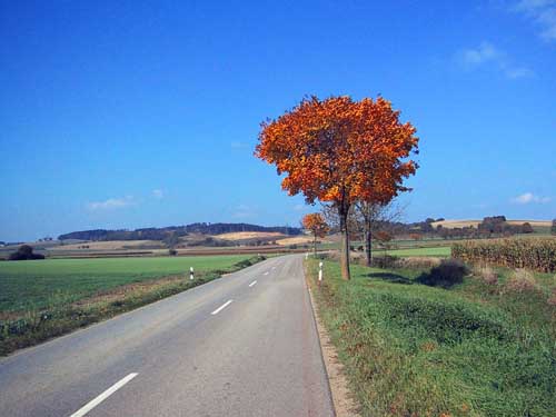 fall tree