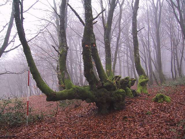 Then there was time to admire the beautiful trees ...