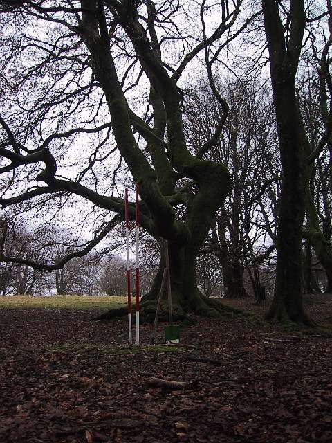 ... mostly beeches in all shapes ...