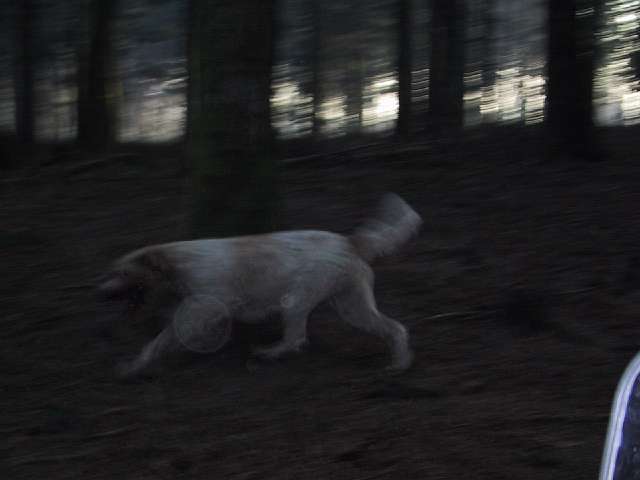 There are wild dogs in the forrests of burgundy. They howl disturbingly. Just like damned hellhounds would. Quite scary actually, I was never so happy to have a <i>Fluchtstab</i> with me.