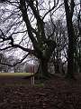 ... mostly beeches in all shapes ...