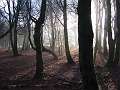 ... poetic moods in the morning ...