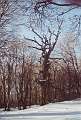 ... the dignified death of a tree. (© Ingrid G.)