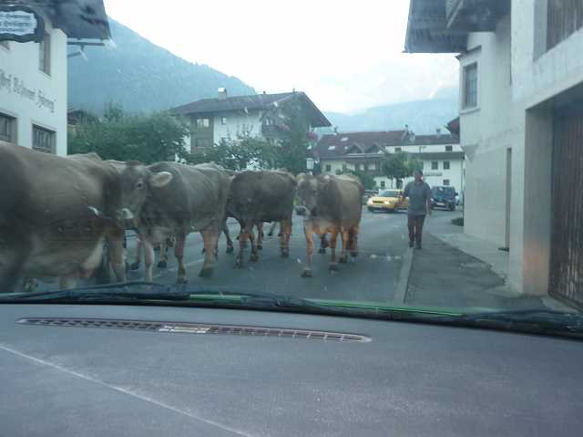 In the morning through Ehrwald, one of the cows even bend my side mirror over.