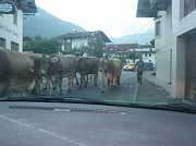 In the morning through Ehrwald, one of the cows even bend my side mirror over.