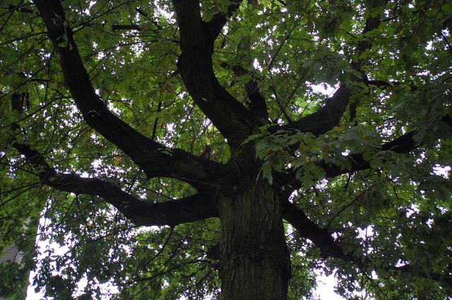 spot the squirrel