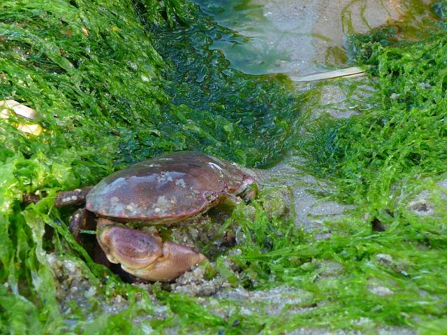 crab, big