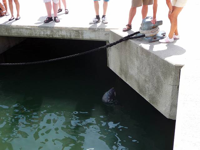 Willi the seal in the harbour of Hörnum, waiting for a 1EUR herring from Fisch Matthiessen