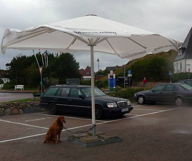 Dog, rain, umbrella