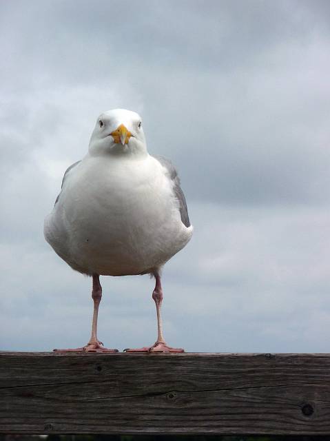 Seagull