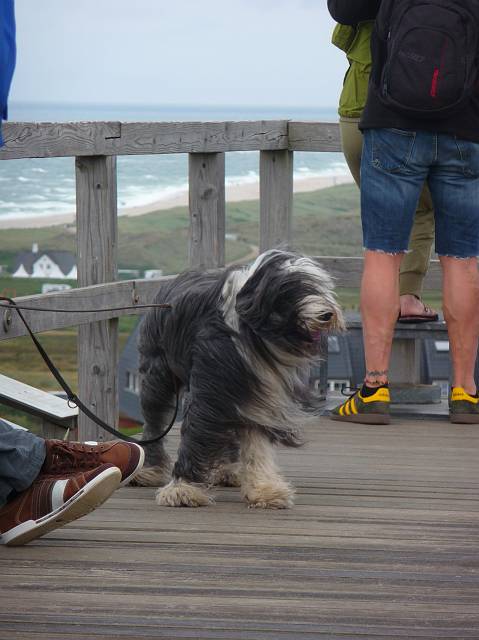 Wind-hound