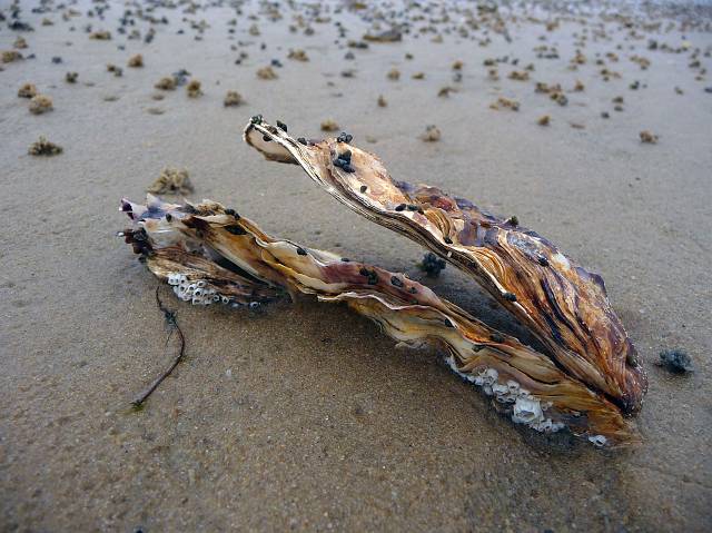 Oyster