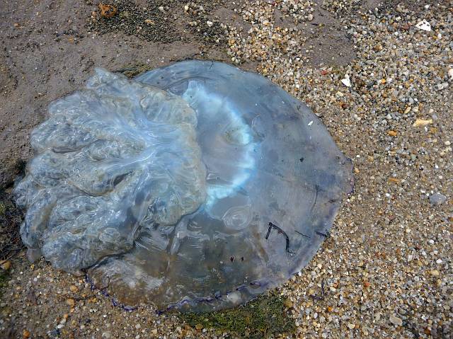 Jellyfish