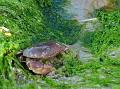 crab, big