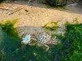 crabs, smaller