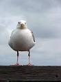 Seagull