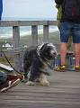 Wind-hound